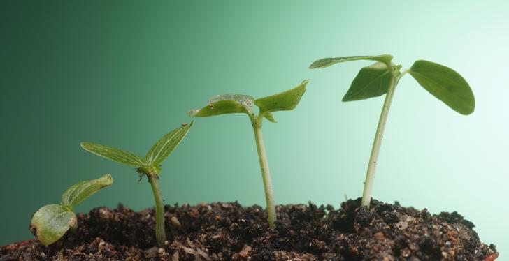 Small plants growing out of soil; copyright: panthermedia.net/eskaylim...