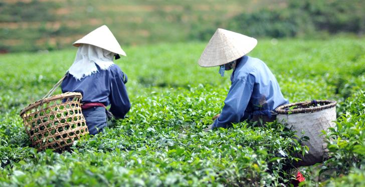 Two farmers with hats on and baskets on their back working in a field,...