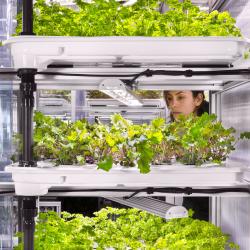 Thumbnail-Photo: In-store farming: growing parsley inside the supermarket...