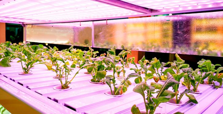 salad plants grow in a greenhouse cabinet