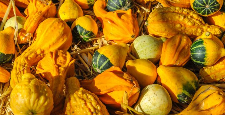 Many yellow pumpkins with different shapes; copyright: Alexander...