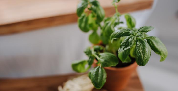 A pot of basil on a table; copyright: Pexels / Ron Lach...