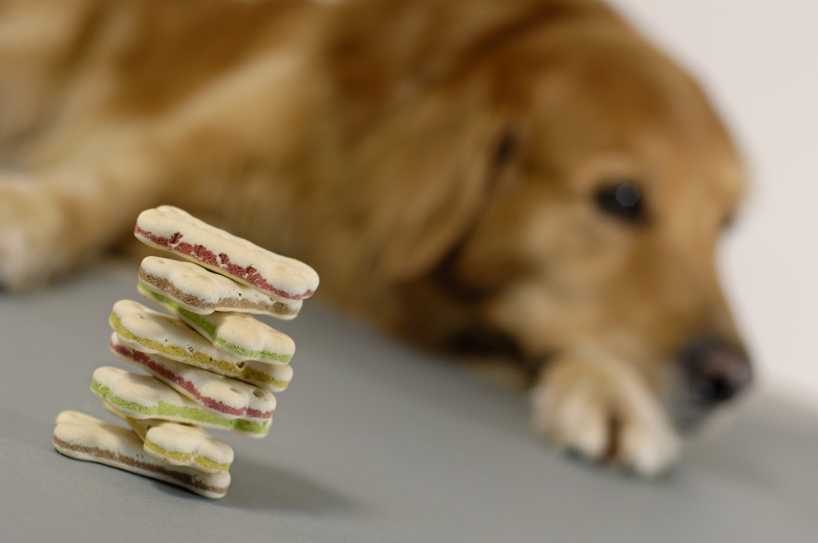 dog with dig biscuits; copyright: panthermedia.net / Harald Richter...