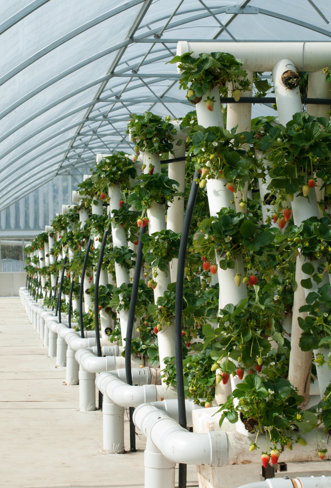 A greenhouse with vertical rails on which plants grow...