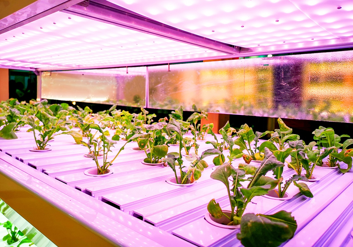 salad plants grow in a greenhouse cabinet