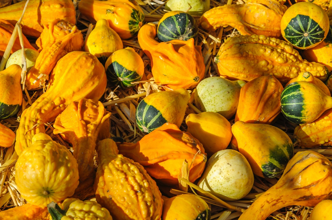 Many yellow pumpkins with different shapes; copyright: Alexander...