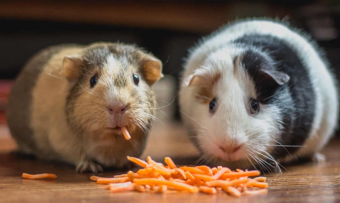 two hamsters eating carrot sticks